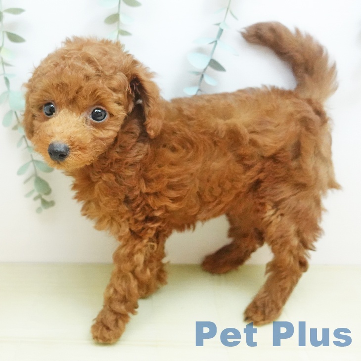 トイ・プードルの写真2