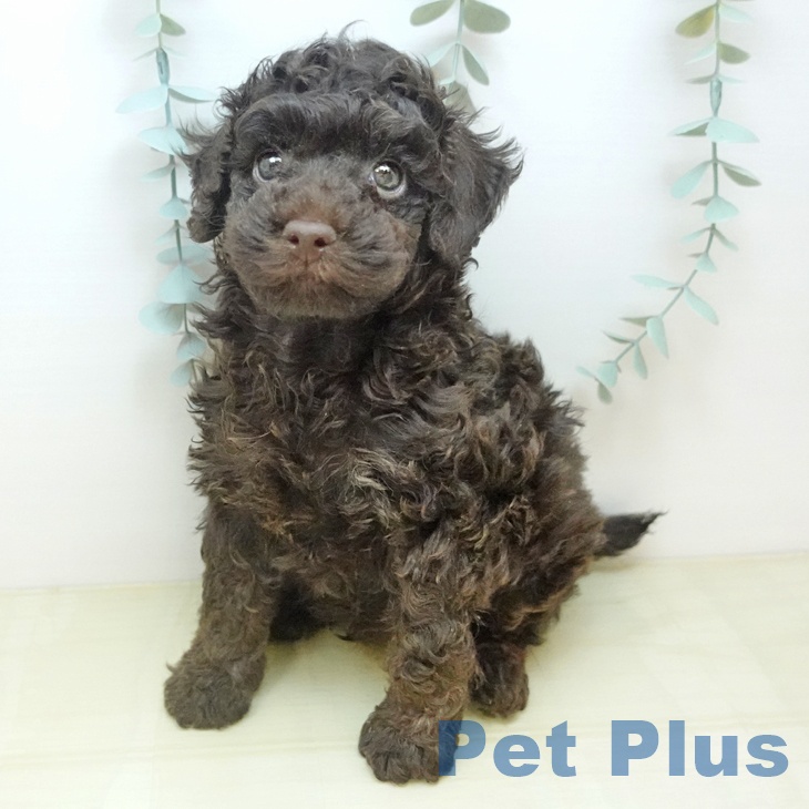 トイ・プードルの写真2