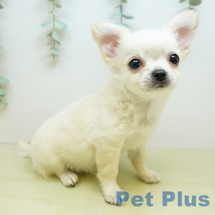 岡山県のチワワ(ロング) (ペットプラス 岡山店/2025年12月30日生まれ/男の子/クリーム)の子犬の1枚目の画像