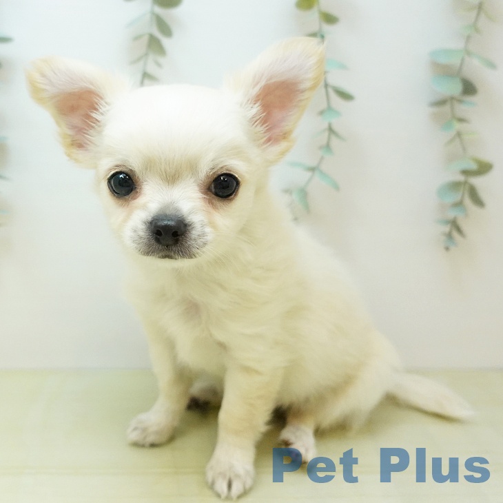 岡山県のチワワ(ロング) (ペットプラス 岡山店/2025年12月30日生まれ/男の子/クリーム)の子犬の2枚目の画像