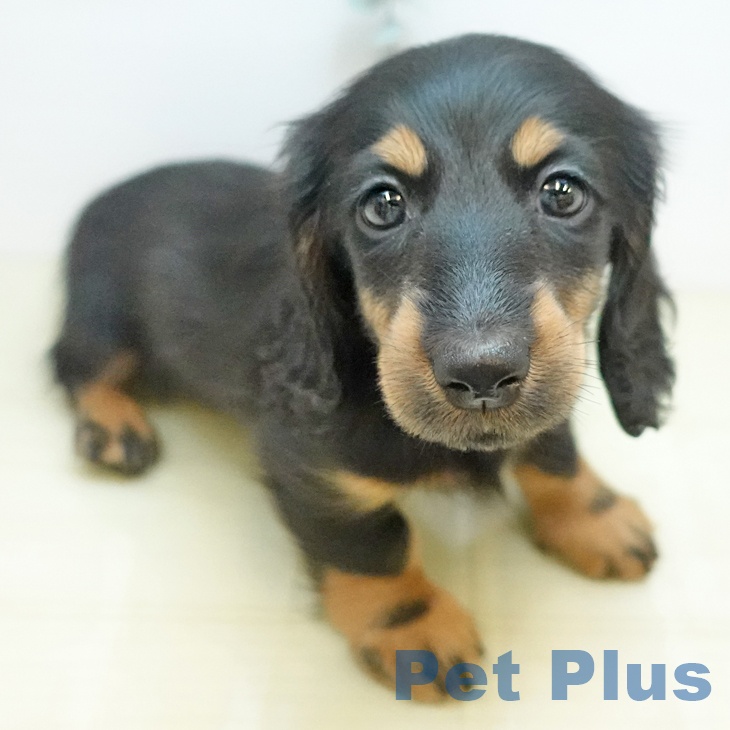 ミニチュア・ダックスフンド