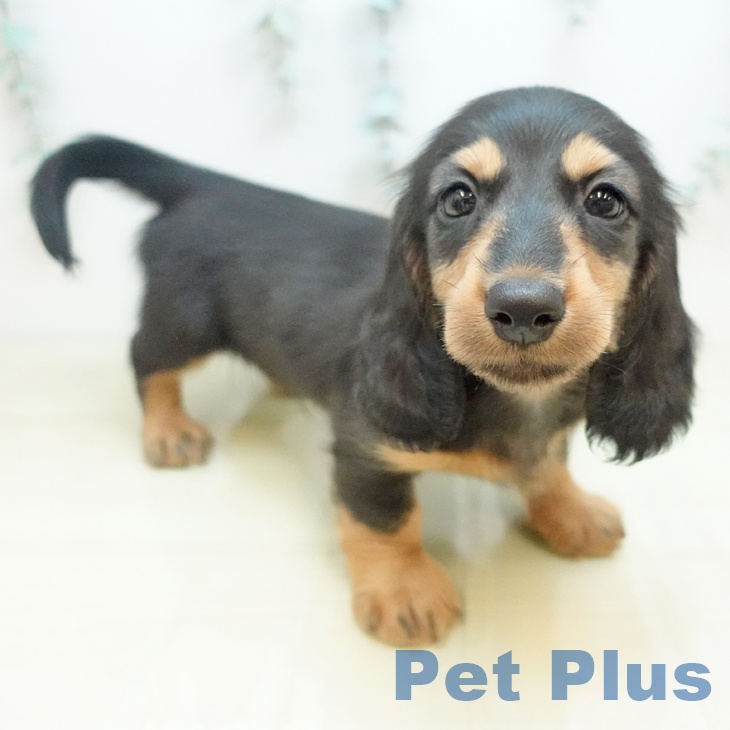 ミニチュア・ダックスフンド