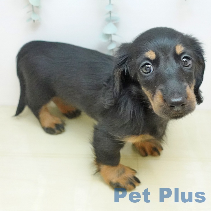 ミニチュア・ダックスフンド