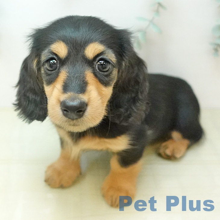 ミニチュア・ダックスフンド