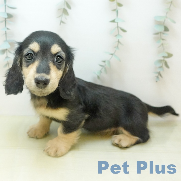 ミニチュア・ダックスフンド