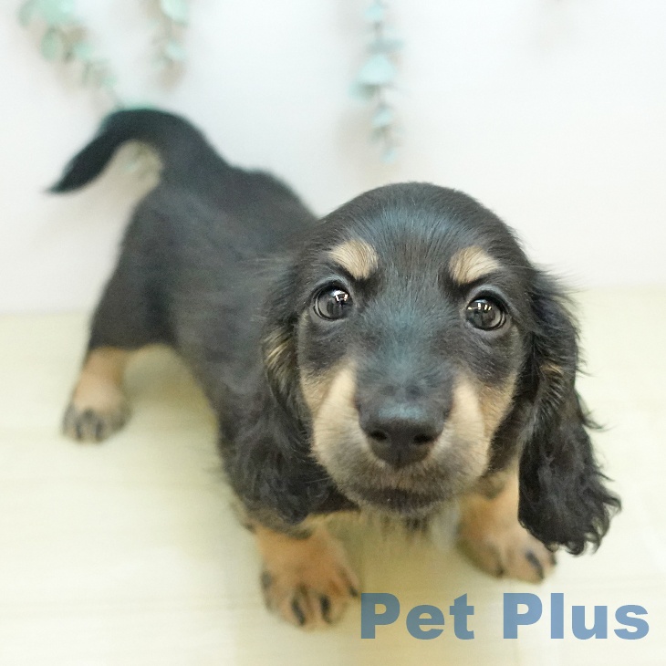 ミニチュア・ダックスフンド