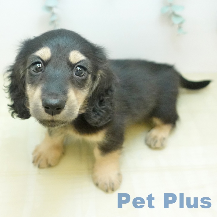 ミニチュア・ダックスフンドの写真1