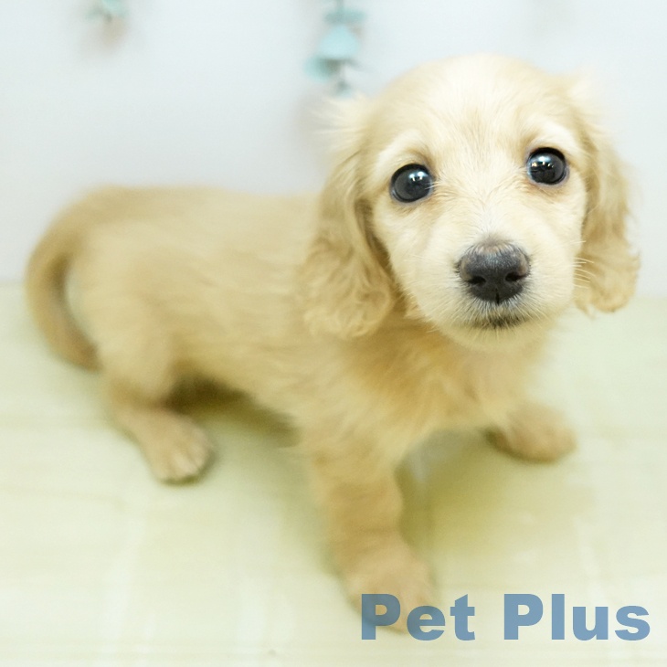 ミニチュア・ダックスフンド