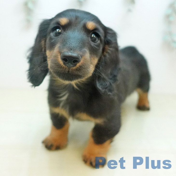 ミニチュア・ダックスフンドの写真1