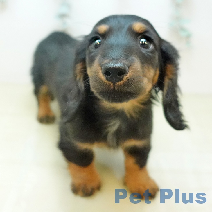 ミニチュア・ダックスフンドの写真2
