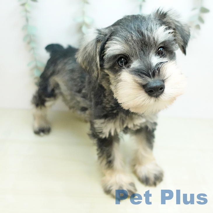 ミニチュア・シュナウザー