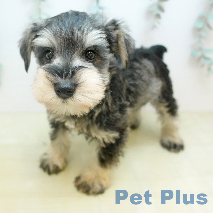 ミニチュア・シュナウザーの写真2