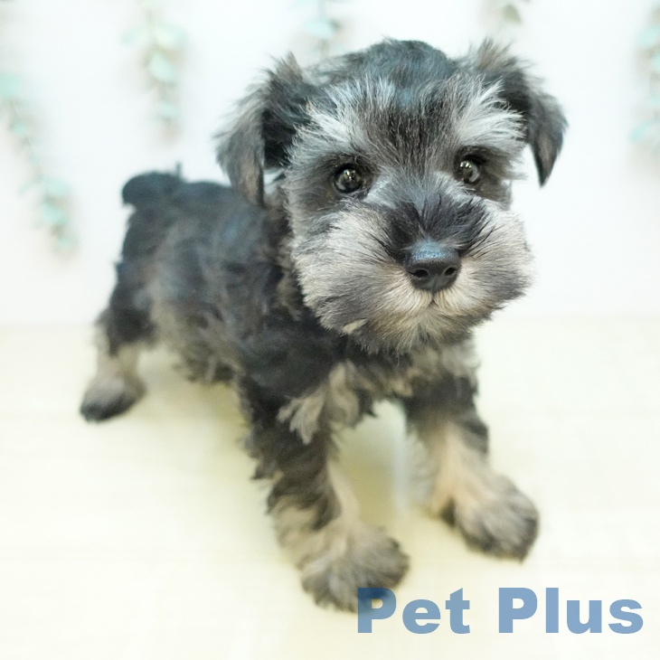 ミニチュア・シュナウザー