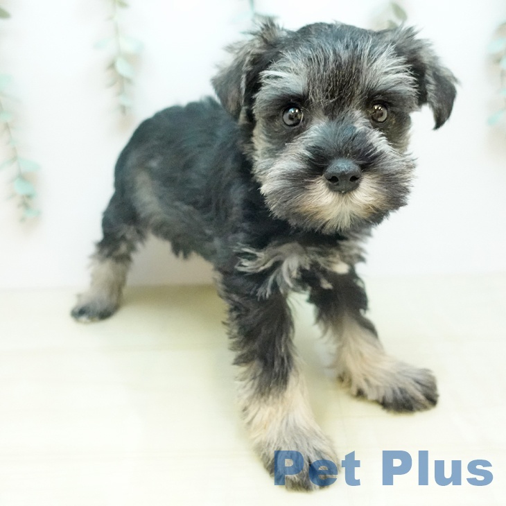 ミニチュア・シュナウザーの写真2