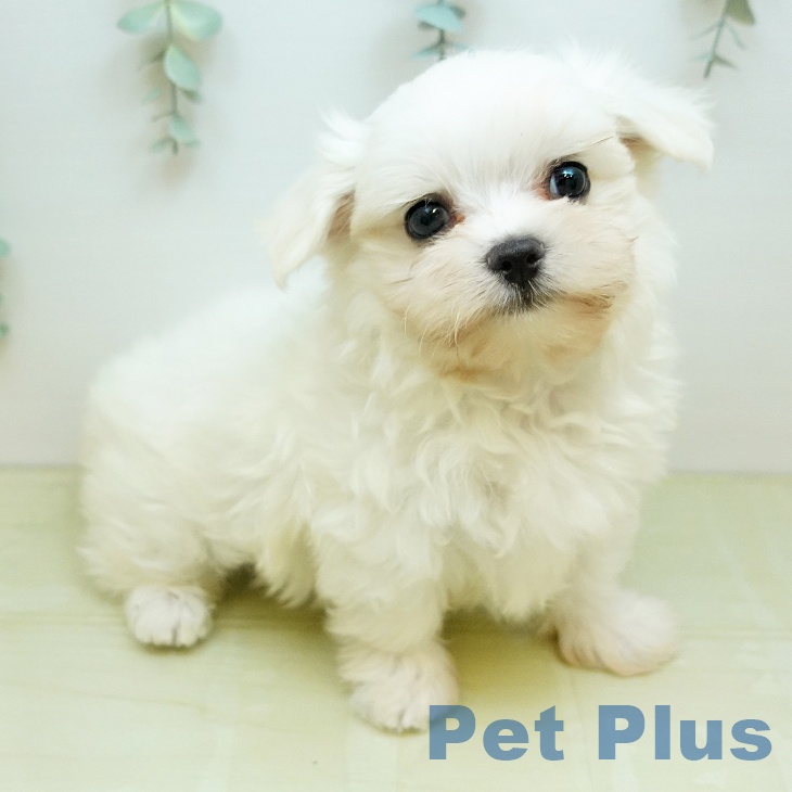 愛媛県のマルチーズ (ペットプラス 新居浜店/2026年1月7日生まれ/男の子/ホワイト)の子犬の1枚目の画像