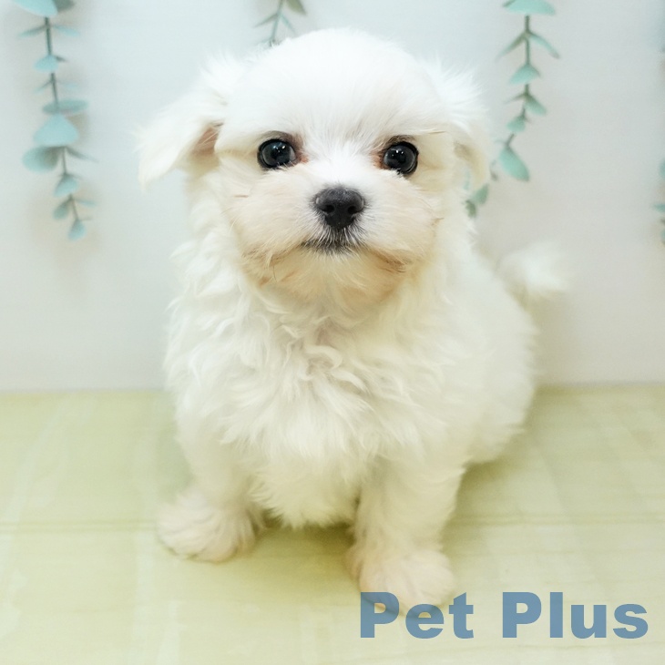 愛媛県のマルチーズ (ペットプラス 新居浜店/2026年1月7日生まれ/男の子/ホワイト)の子犬の2枚目の画像