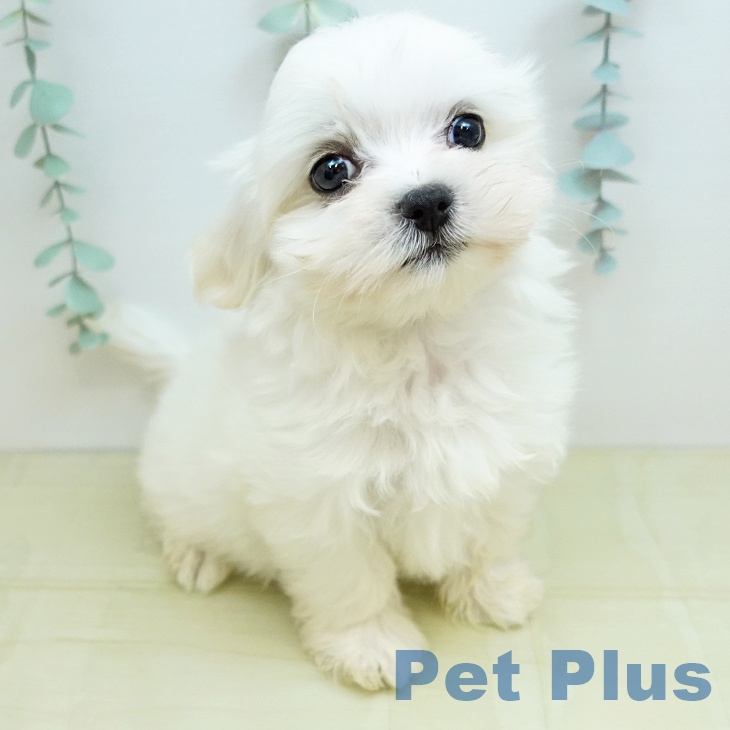 マルチーズの写真2