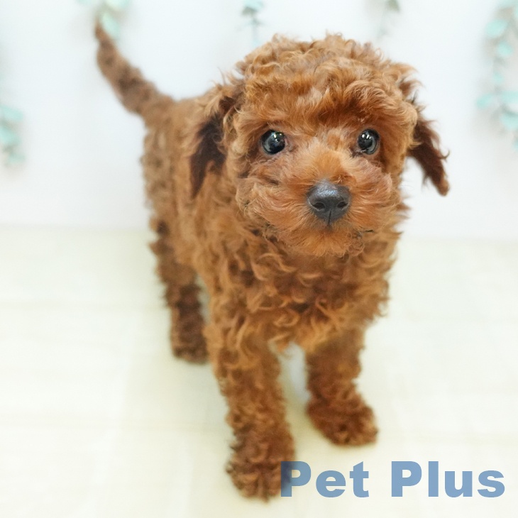 トイ・プードル