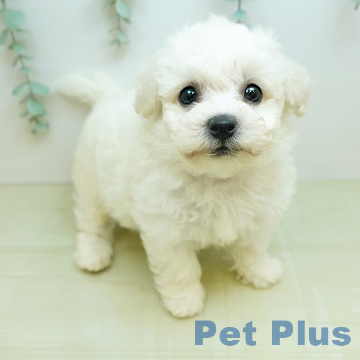 ビション・フリーゼ