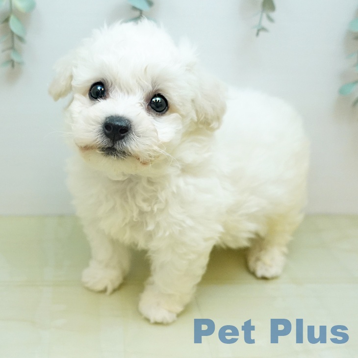 ビション・フリーゼ