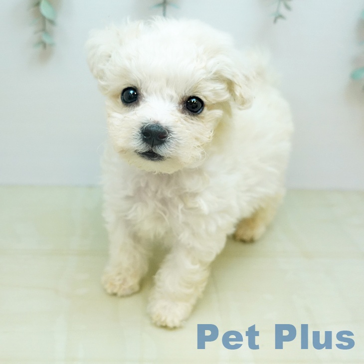 ビション・フリーゼの写真2