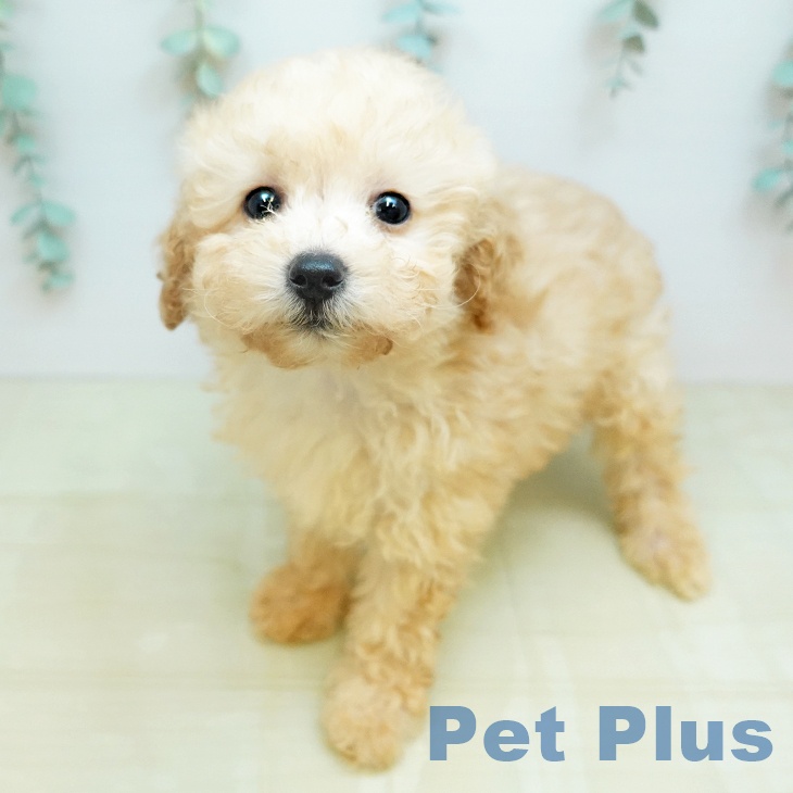 岡山県のトイプードル(トイ) (ペットプラス 岡山店/2026年1月7日生まれ/男の子/アプリコット)の子犬の1枚目の画像
