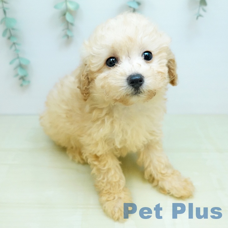 岡山県のトイプードル(トイ) (ペットプラス 岡山店/2026年1月7日生まれ/男の子/アプリコット)の子犬の2枚目の画像