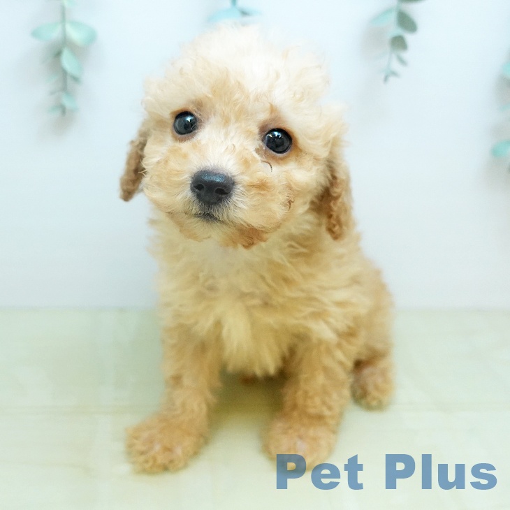 トイ・プードルの写真2