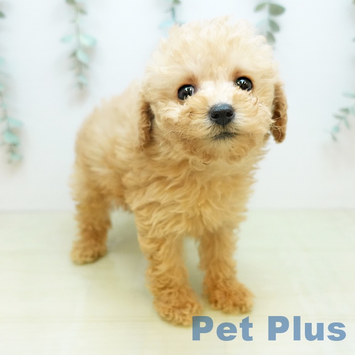 トイ・プードル