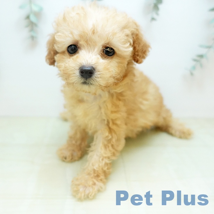 トイ・プードルの写真2