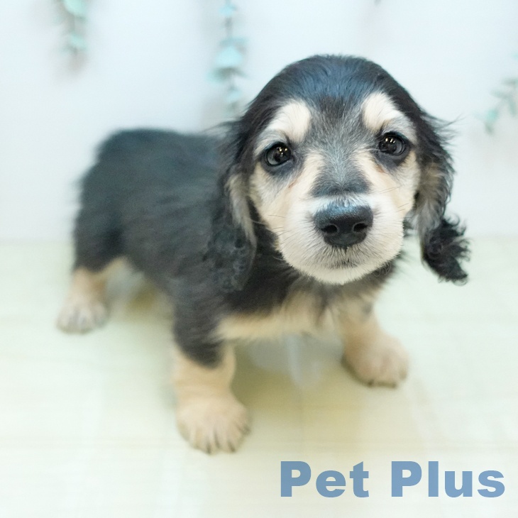 ミニチュア・ダックスフンド