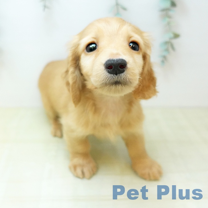 ミニチュア・ダックスフンド