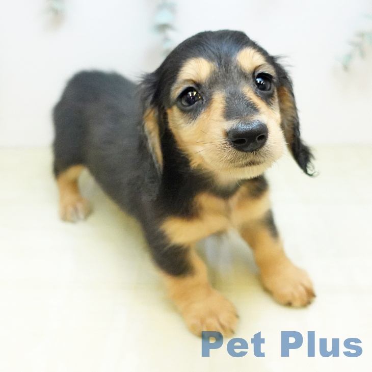 ミニチュア・ダックスフンドの写真2