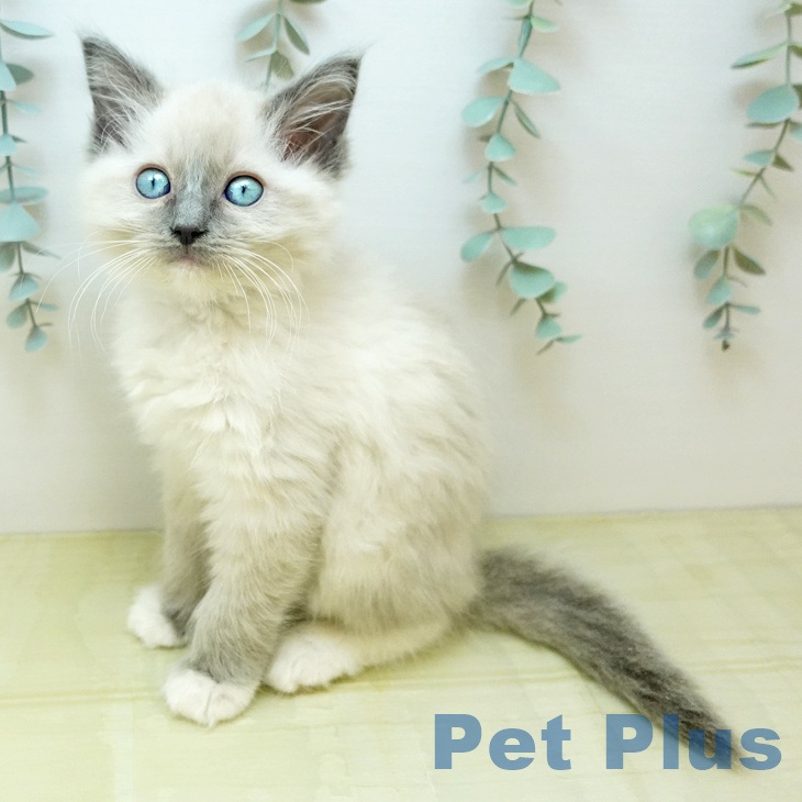 ラグドールの写真2