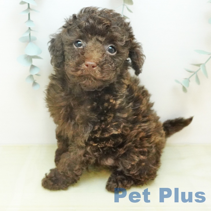 トイ・プードル