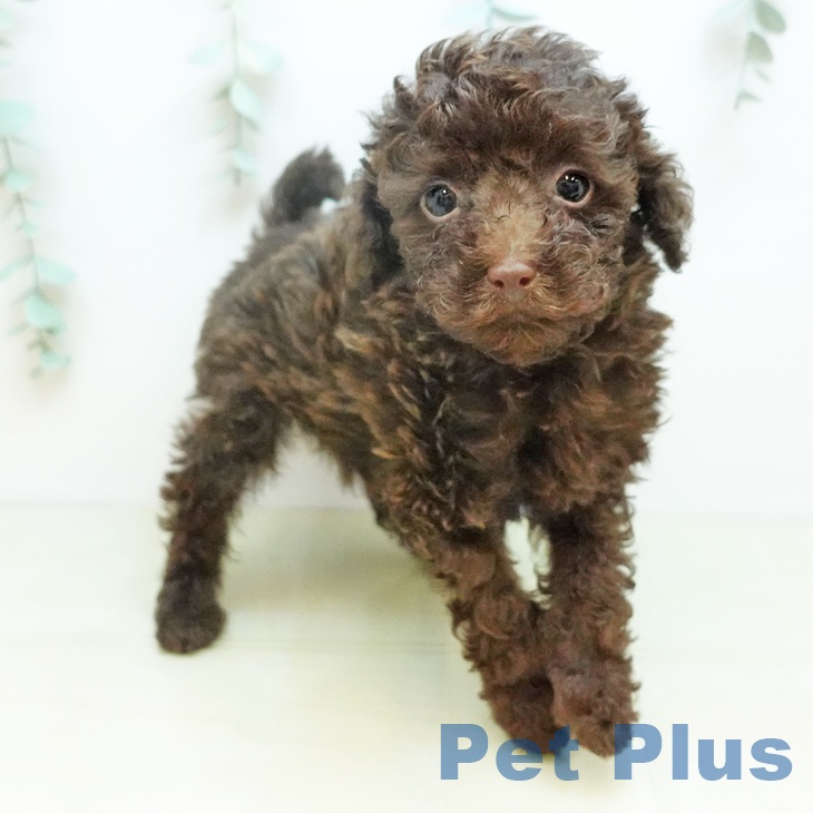 トイ・プードル