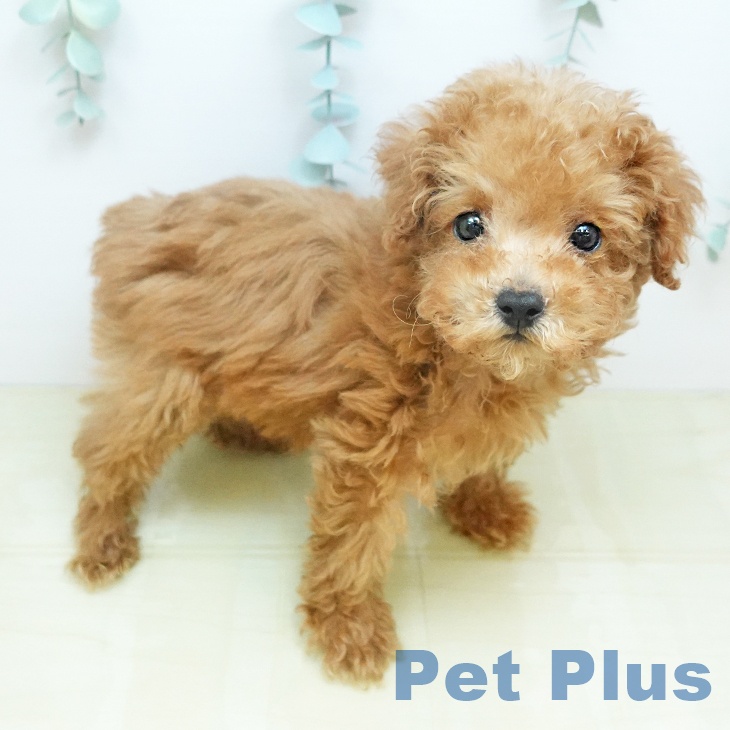 トイ・プードル