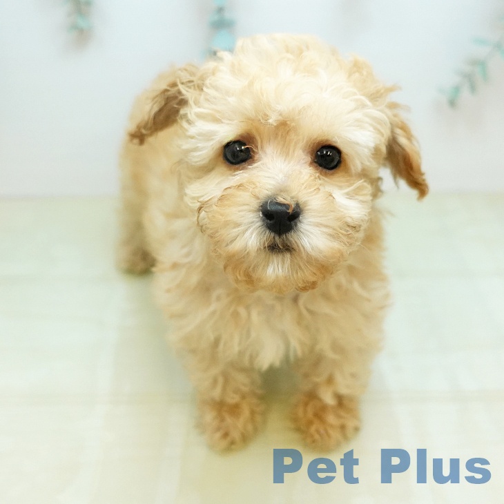 トイ・プードル