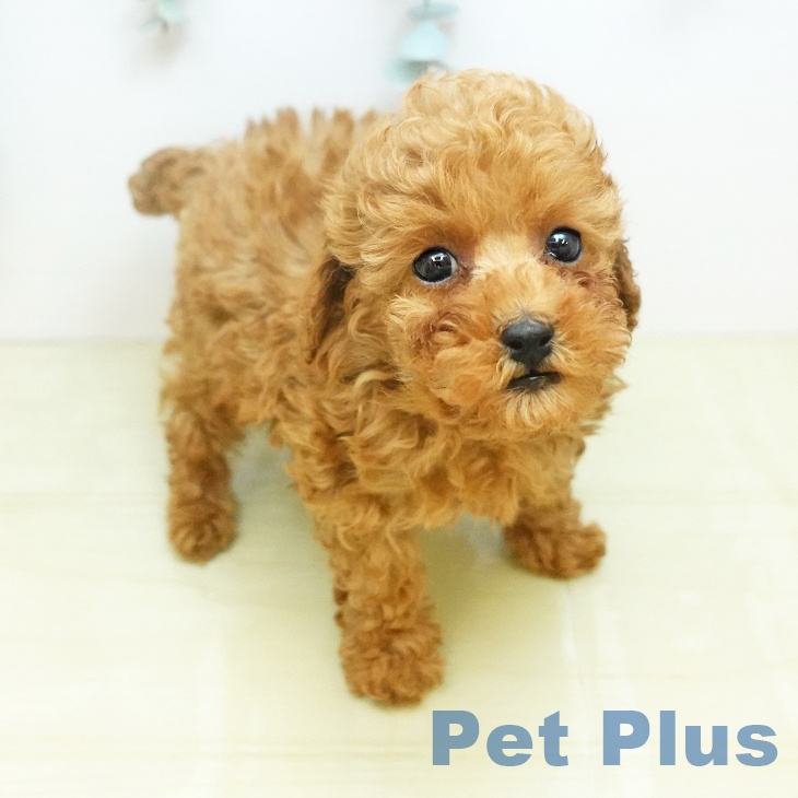 愛知県のトイプードル(トイ) (ペットプラス イオンモール豊川店/2026年1月7日生まれ/男の子/オレンジフォーン)の子犬の1枚目の画像