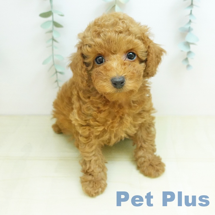 トイ・プードル