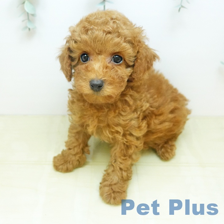 トイ・プードルの写真2