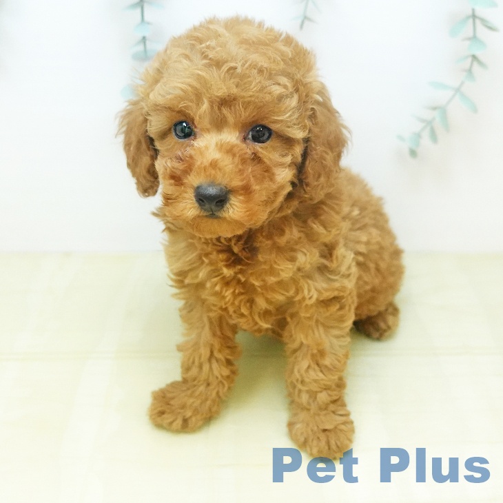 トイ・プードル