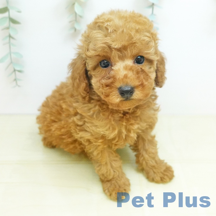 トイ・プードル