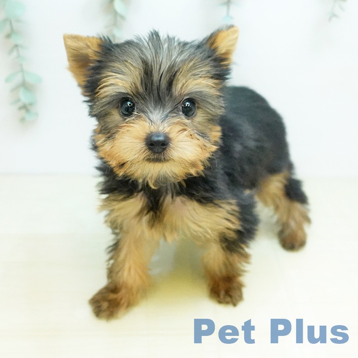 ヨークシャー・テリア