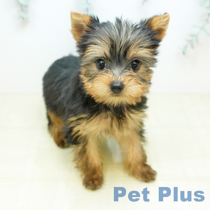 ヨークシャー・テリア