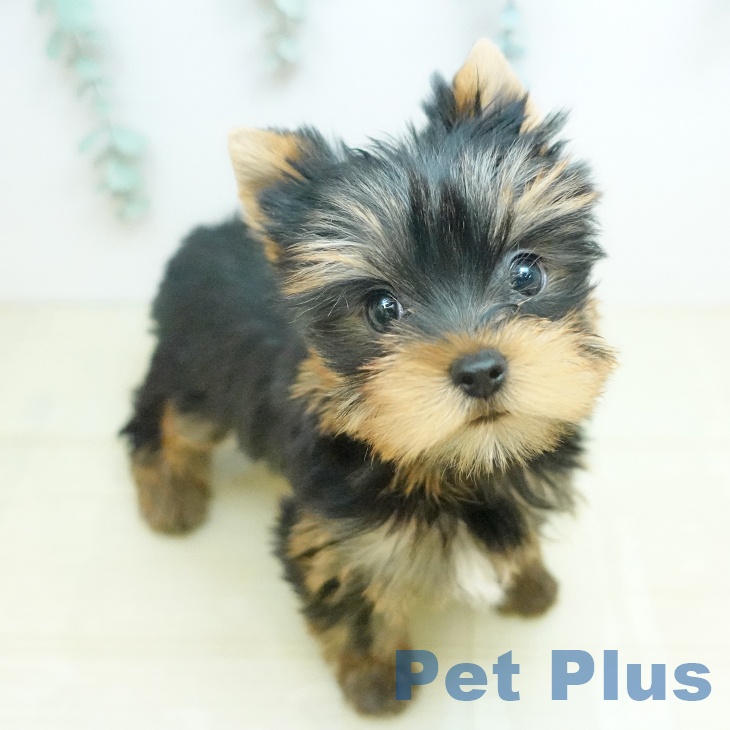 ヨークシャー・テリア