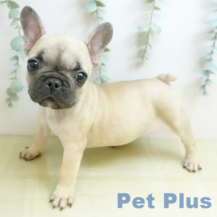 東京都のフレンチブルドッグ (ペットプラス アクアシティお台場店/2025年12月26日生まれ/男の子/フォーン)の子犬の1枚目の画像