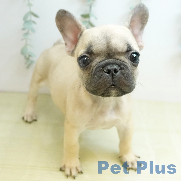 東京都のフレンチブルドッグ (ペットプラス アクアシティお台場店/2025年12月26日生まれ/男の子/フォーン)の子犬の2枚目の画像