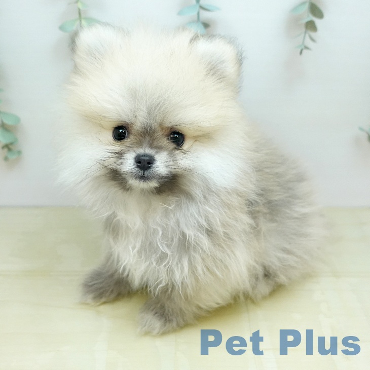ポメラニアン