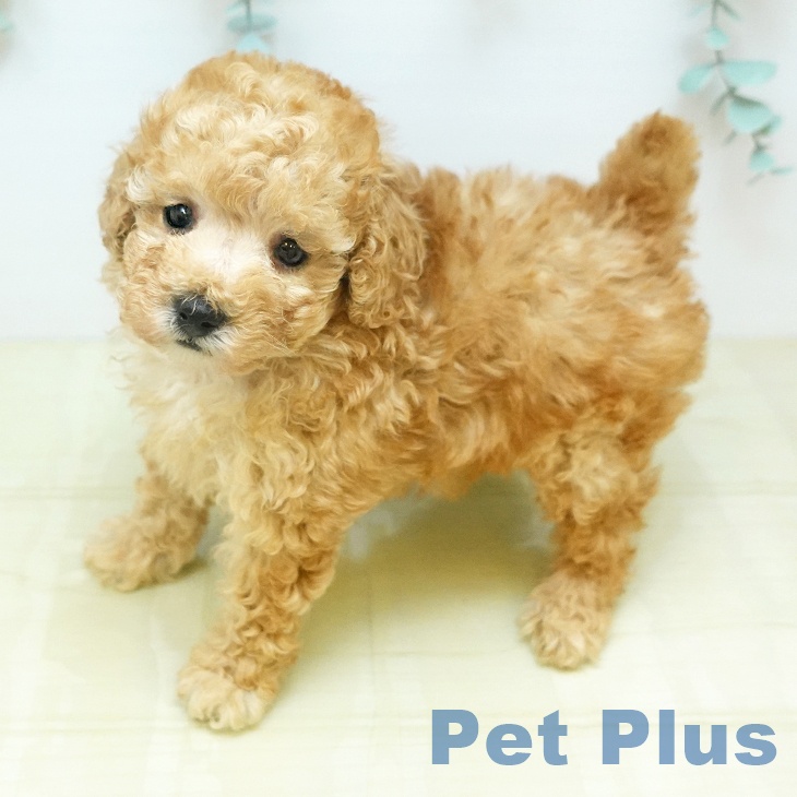 トイ・プードル